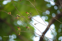 Cottonia peduncularis